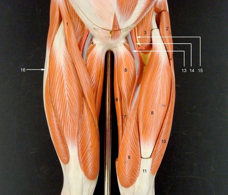 Shoulder Anatomy Drawing