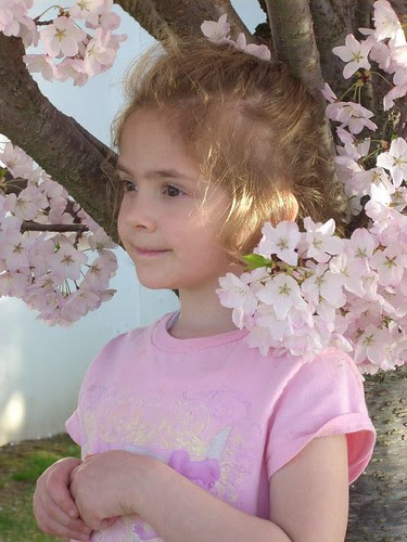 Willow in the Apple Blossoms