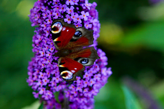 madame butterfly