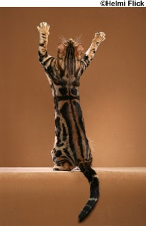 Bengal Cat Sundog of Zendada Bengals