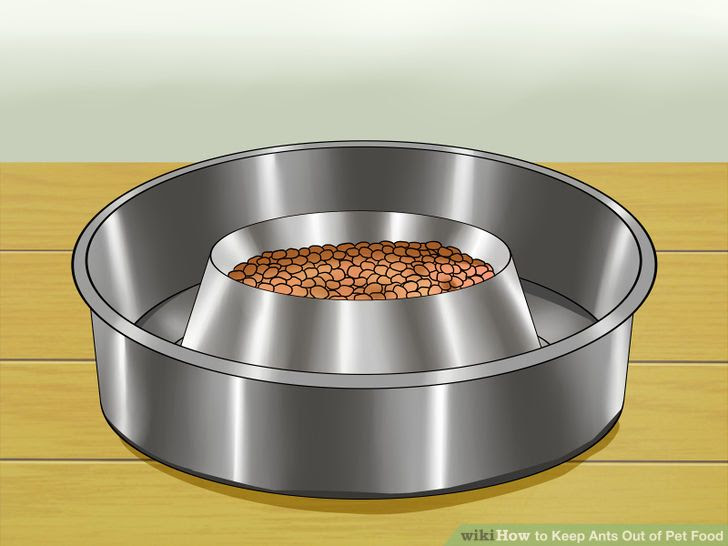 pet ants animal keep moat dish different area
