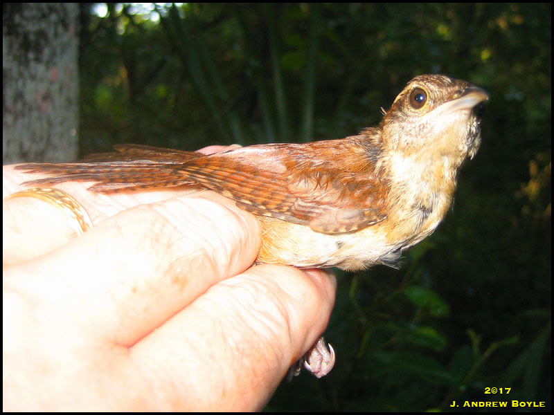 Carolina Wren Carolina Wren