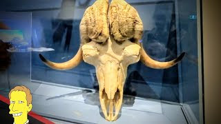 buffalo skull in display case