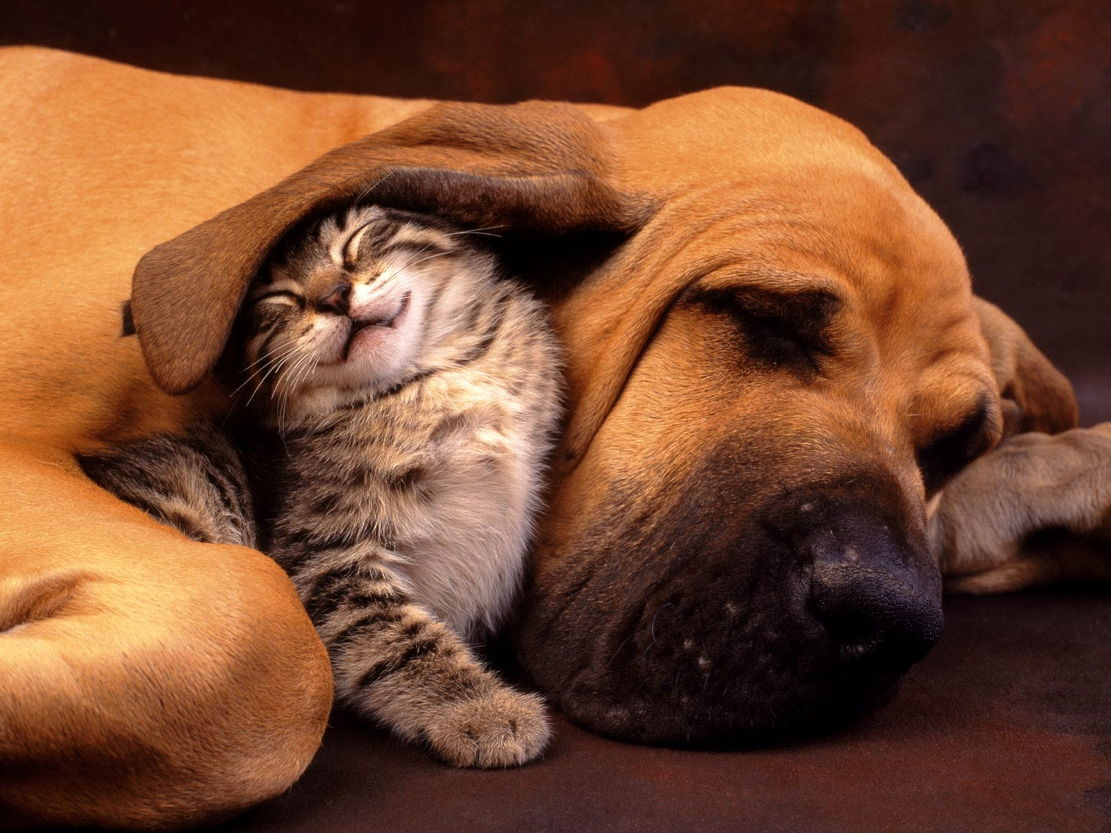 Cachorro e gato numa amizade muito calorosa cachorro-gato-amizade-amigos