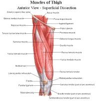 Upper Leg Tendon Anatomy / labeled muscles of lower leg - Yahoo Search
