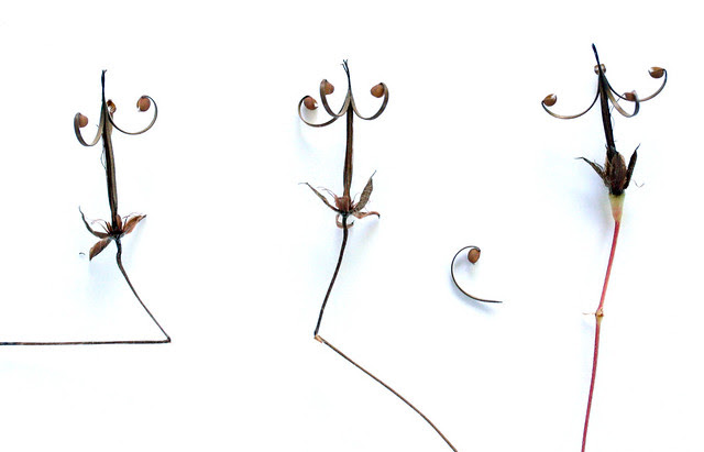 Wild geranium seed study