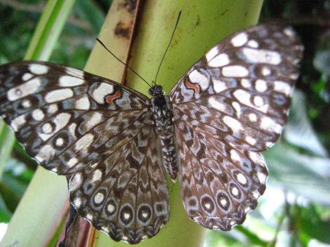 Sem identificação Feronia