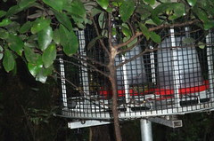 stitch birds