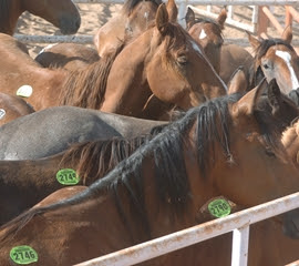 Horses bound for slaughter Horses bound for slaughter