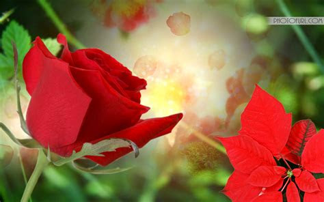 Animated Flower Wallpaper