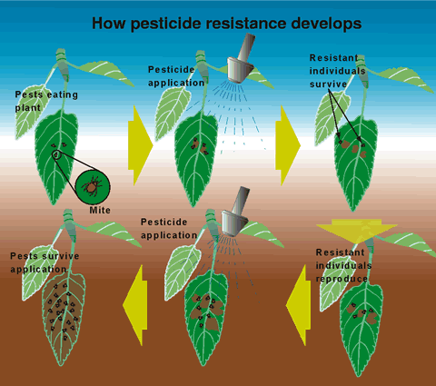 New Level: Monsanto Tries Patenting Natural Tomatoes pesticResist New Level: Monsanto Tries Patenting Natural Tomatoes