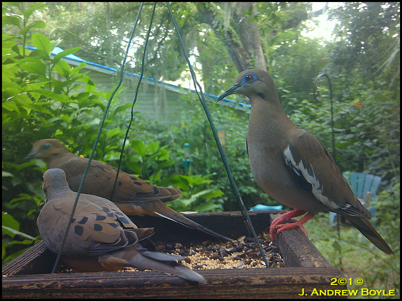White-winged Dove