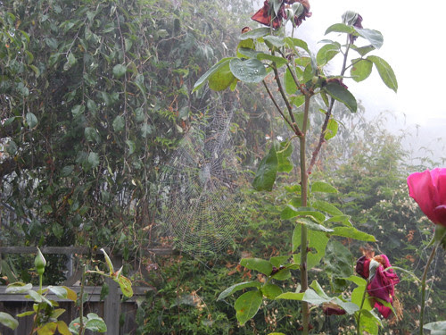 Spider Web _ 4719