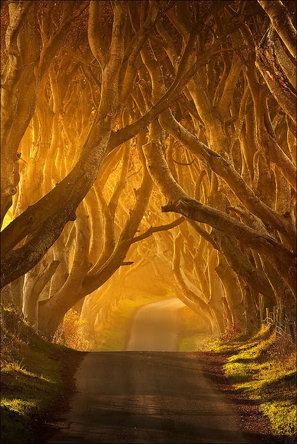 The Dark Hedges in Antrim, Ireland.