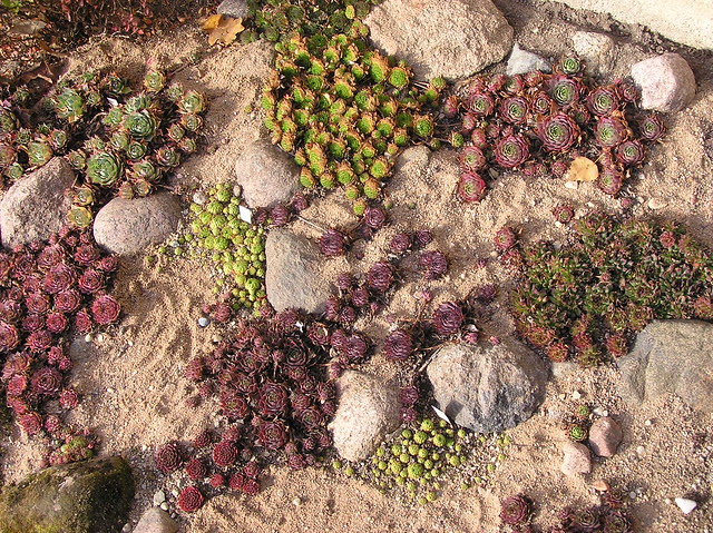 Sempervivums