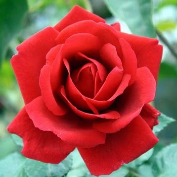 Tanaman Bunga Mawar Merah Disilangkan Dengan Tanaman Bunga Warna Putih Berbagi Tanam