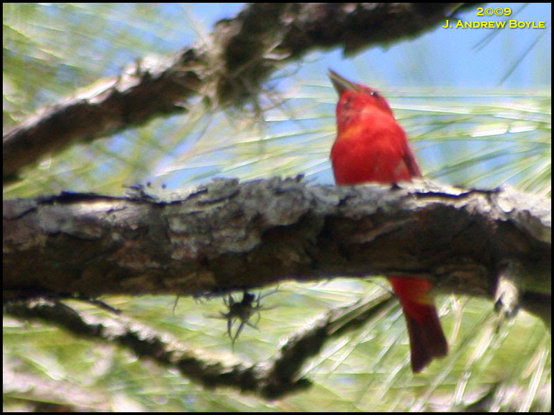 Summer Tanager