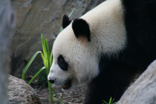 Wang Wang