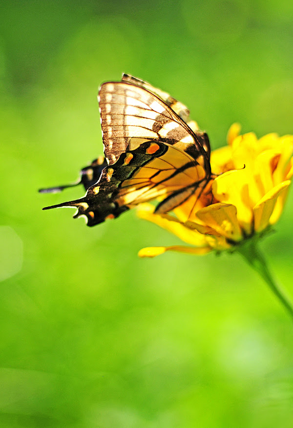 Planning a Butterfly Garden