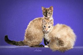 LaPerm cat LaPerm cat