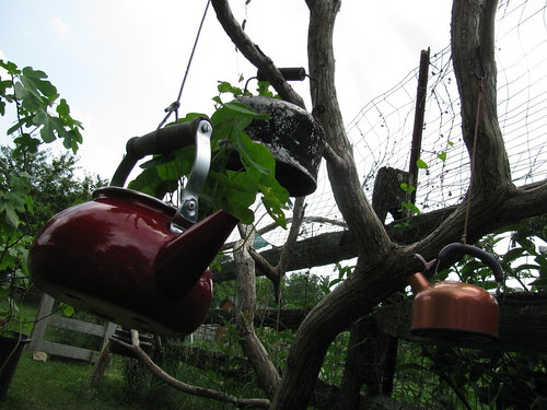 teapot tree