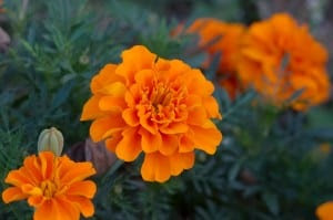 11 Plants That Repel Mosquitoes