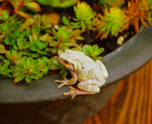 Frog bowl