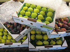 #230 - Many dozen fresh figs