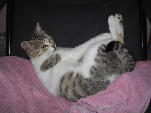 Hadi practices kitty yoga