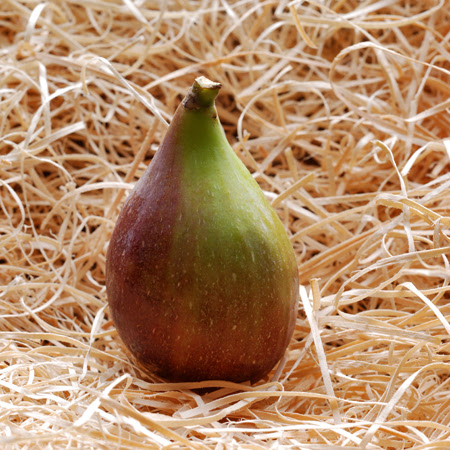 Fig© by Haalo