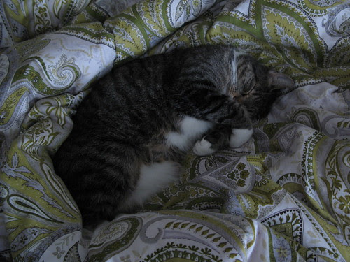 MF napping