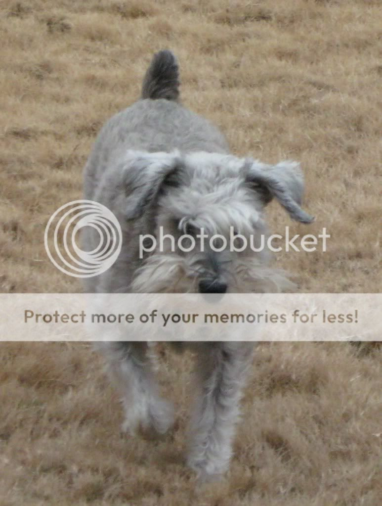 shaggy dog Schnauzer
