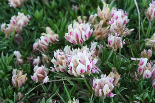 Alpine Clover