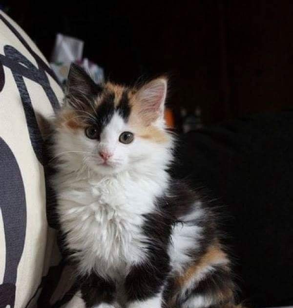 Unique Calico Cat Names