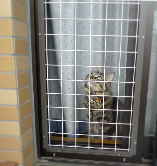 [最も共有された！ √] 猫 脱走 防止 ネット 605697猫 脱走 防止 ネット Saesipjosy24h