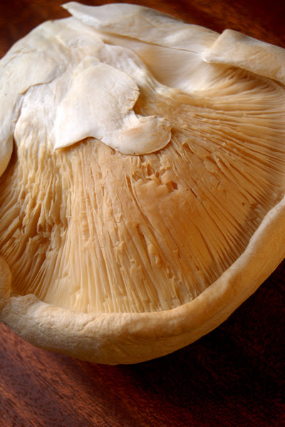 snow cap mushroom