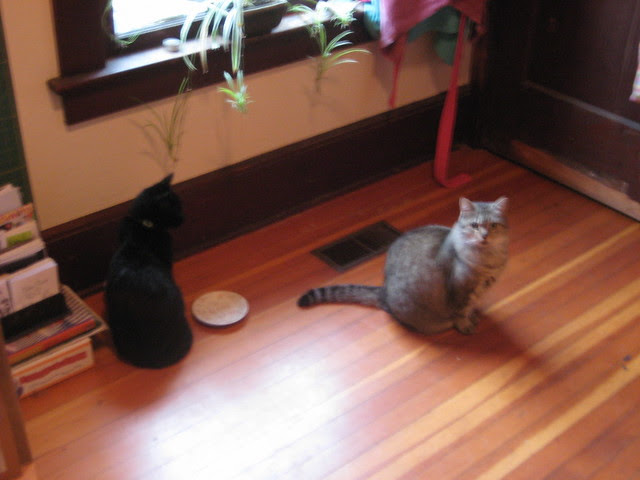 Cats