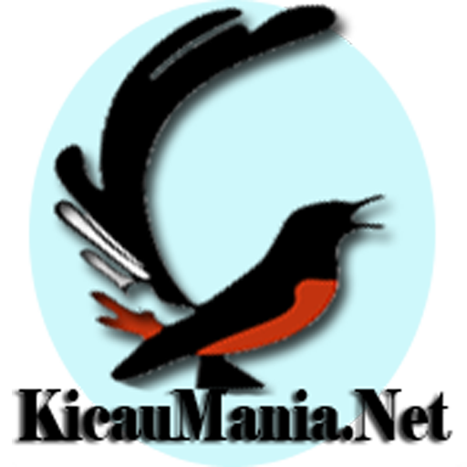 Gambar Murai Batu Png / Free Download Burung Kakatua Vector Kumpulan