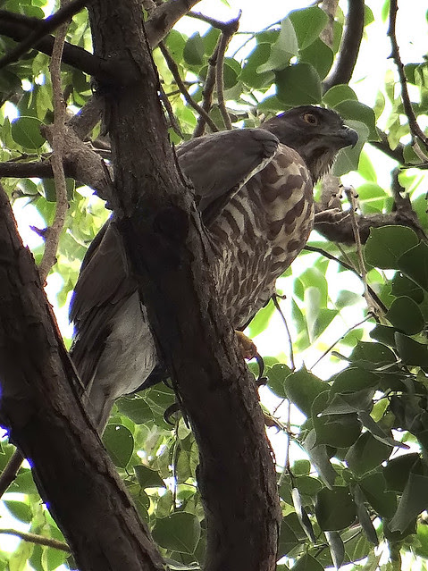 鳳頭蒼鷹/無限台南