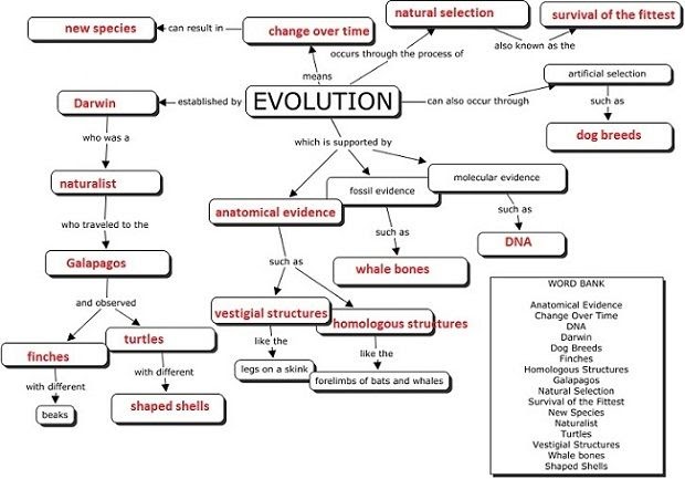 Genetics Concept Map Worksheet Answers - worksheet