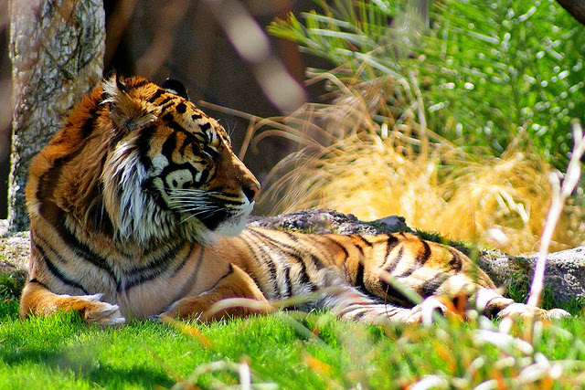 World Animal: Endangered Animals For Kids