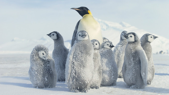 penguins12 (700x393, 262Kb)