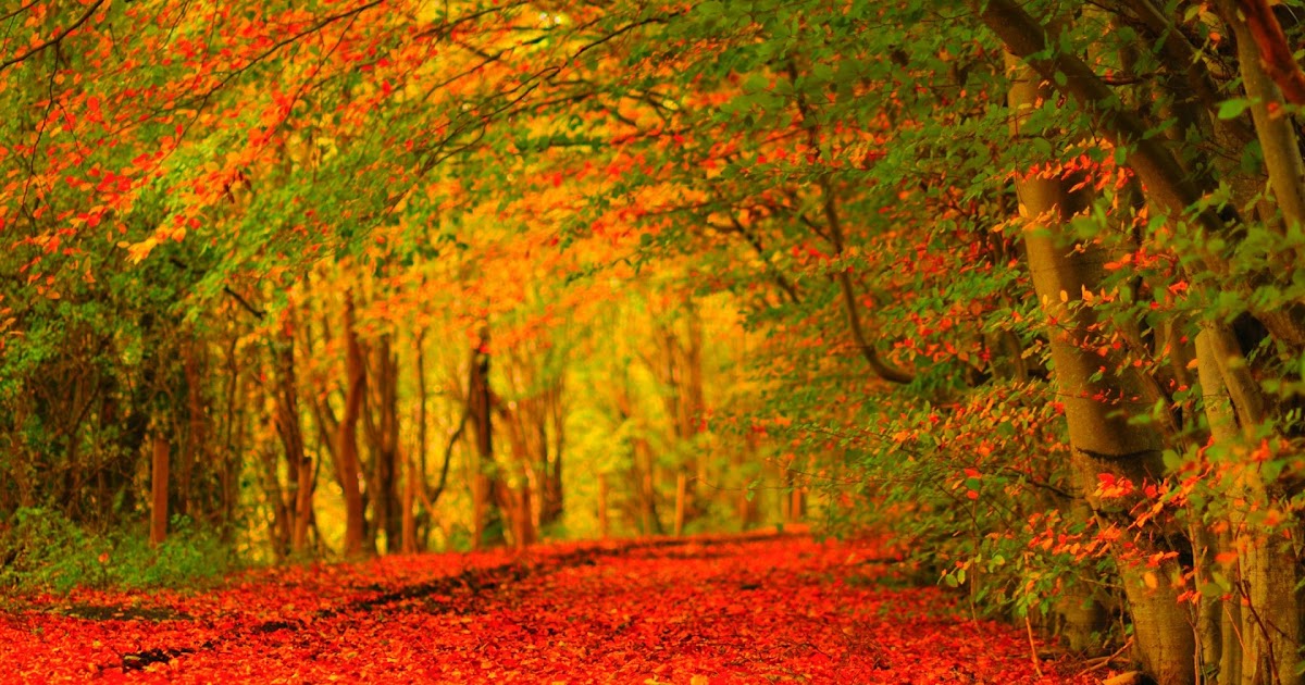 Free Widescreen Fall Wallpaper