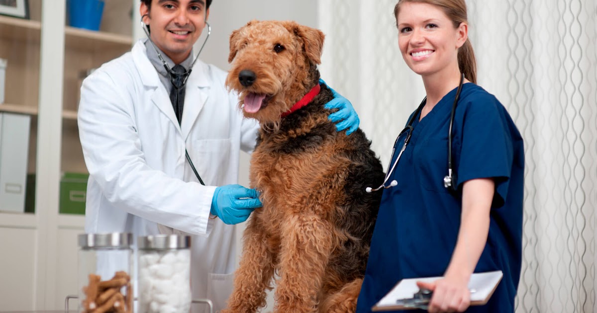 Animal Care Jobs Near Me PetsWall