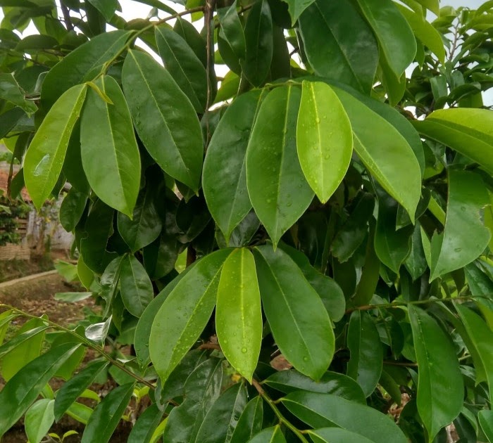 Menakjubkan 22 Gambar Bunga Dari Daun  Nangka  Gambar 