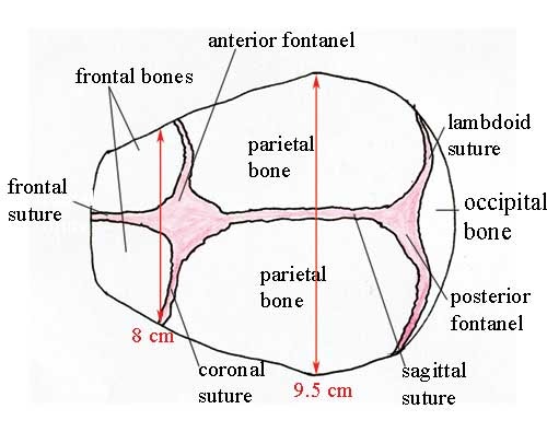 what-does-no-gross-fetal-anomaly-seen-mean