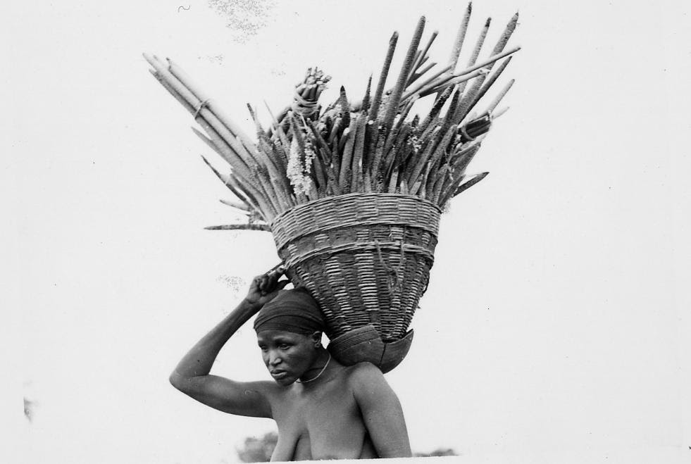 Nigeria, three-quarter profile, head and shoulders portrait of Gwari adult female carrying basket full of sticks on shoulder. Basket has pointed bootom, balanced in cracked pot. Female wearing head-cloth, neck-ornament.
Medium: Gelatin silver print.
Format: One of four prints mounted on album page.
. Small group of adult females and a child, sitting on ground outdoors. Wearing personal-ornaments including disc-shaped lip-plugs and ear-plugs, bowl-shaped hair-styles. Two females dressing hair of other two females, using small pointed tools. Female at right holding young child.
Medium: Gelatin silver print.
Format: One of four prints mounted on album page.