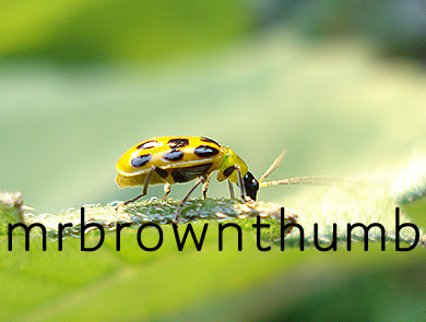 Spotted yellow cucumber beetle