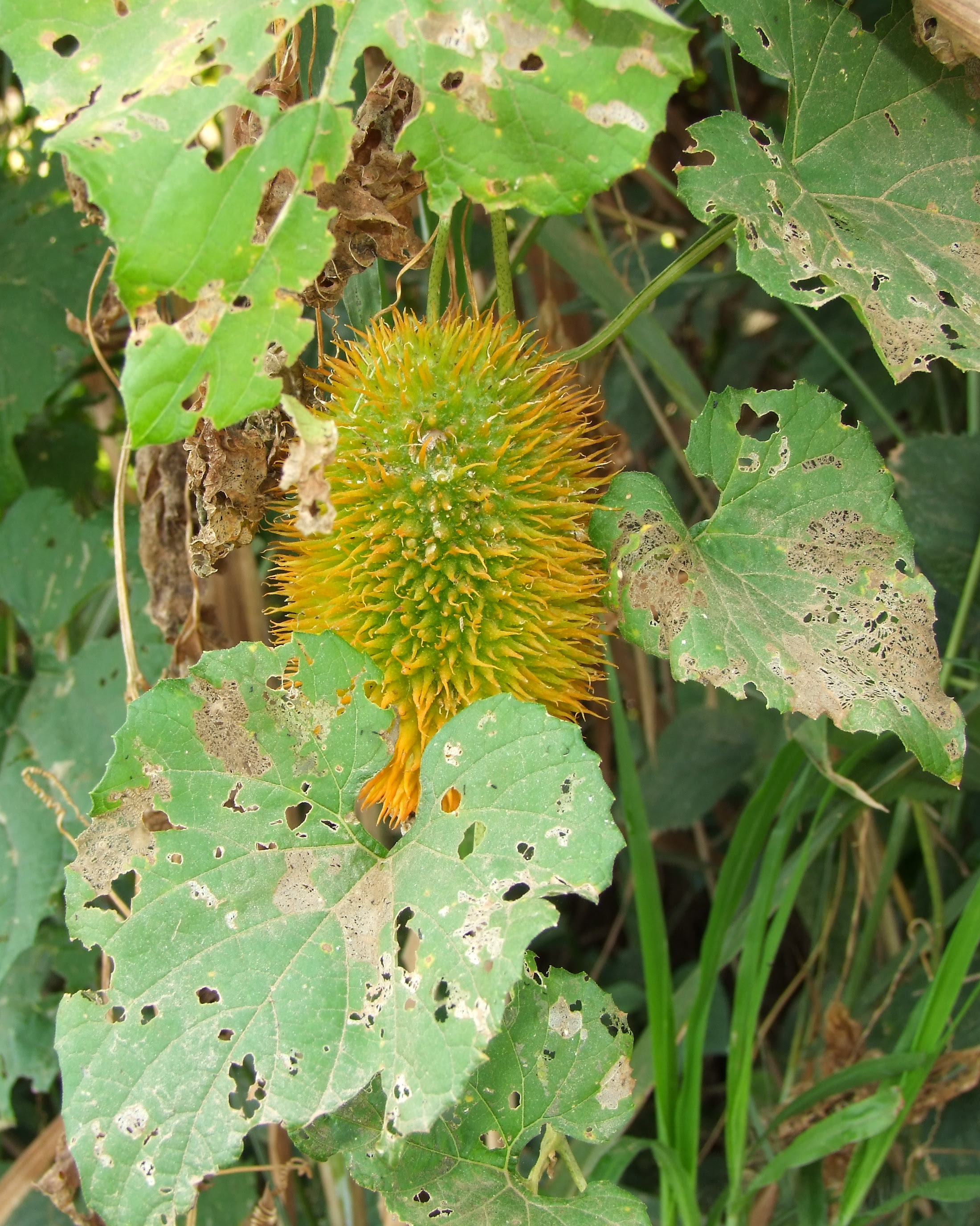 Plant World Plant WorldBitter melon