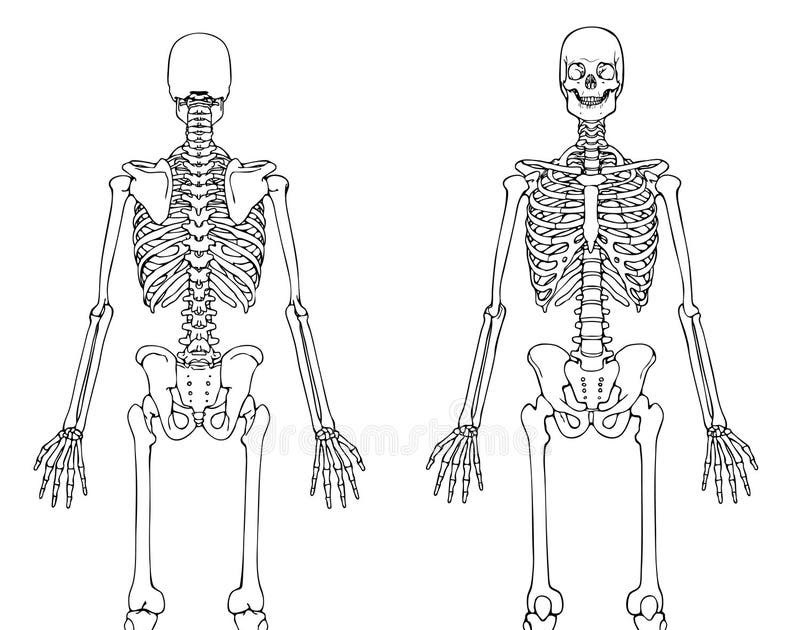 Images Of A Human Body Front And Back - Human Anatomy With Front View